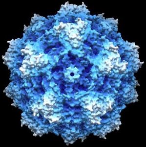 Heidelberg – Maßgeschneiderte Viren für eine bessere Krebstherapie