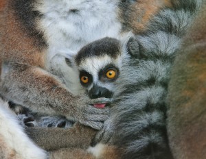 „Katta-Jungtier im Zoo Landau“, Quelle: E. Jenßen