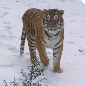 („Winterliche Temperaturen in Deutschland und Schnee sind für den Sibirischen Tiger im Zoo Landau kein Problem“; Quelle: Zoo Landau