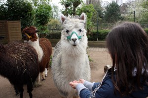 Alpaka füttern (Foto der Zooschule Heidelberg)
