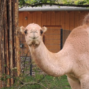 Als bekanntestes Haustier des Orients wird das Kamel mehrfach in der Bibel erwähnt.