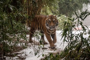 Sumatra-Tiger im Schnee - (Foto: Susi Fischer) 