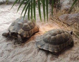 ZooLandauSchildkröten