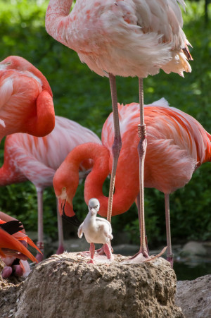 Flamingojungtier Zoo HD