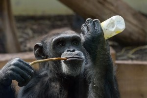 SchimpanseHenry