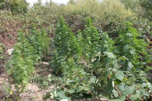 Cannabispflanzen 045