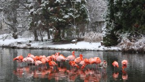 Winterlicher Flamingosee_Zooschule Heidelberg
