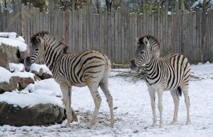 Zebras im Schnee (2)