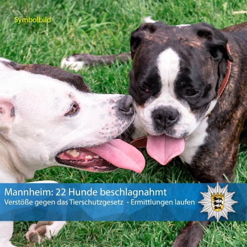 Mannheim –  22 Hunde nach Verstößen gegen das Tierschutzgesetz beschlagnahmt