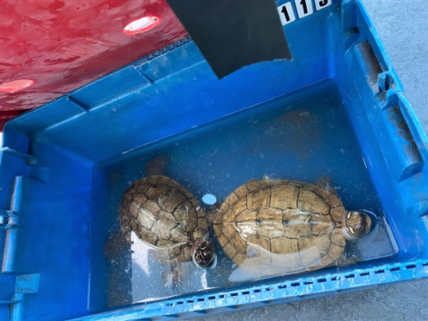 Heidelberg – Schiltkröten auf Parkplatz ausgesetzt – Zeugen gesucht!