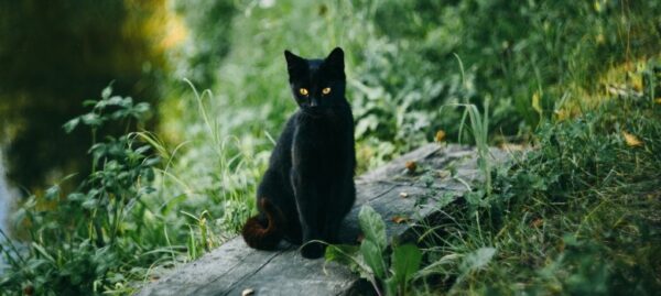 Speyer – Katzenschutzverordnung tritt in Kraft