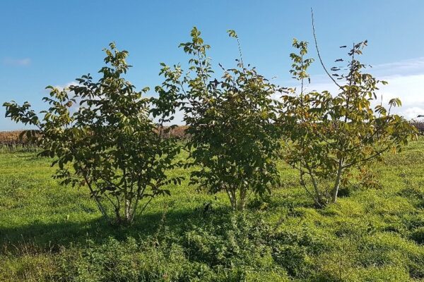 Landau – Neues Zuhause gesucht: Walnussbäumchen auf Grundstück für geplantes Neubaugebiet in Wollmesheim hoffen auf Umpflanzung
