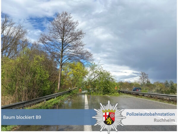 Limburgerhof – Baum blockiert kurzzeitig die B9 in Richtung Speyer