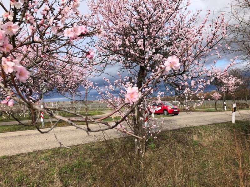 Neustadt – Gimmeldinger Mandelblüte 2024 – Alles zur Anfahrt, Parken, Shuttle-Busse