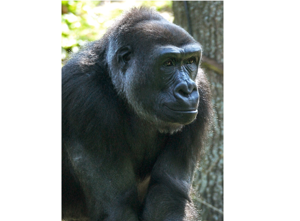 Heidelberg –  Gorillagruppe im Zoo Heidelberg wieder komplett