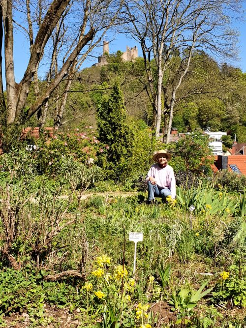 Weinheim – Duftendes Kleinod unter den Burgen – Im Heilpflanzengarten im Weinheimer Schlosspark wird am 5. Mai erstmals dieses Jahr wieder eine kostenlose Führungen angeboten