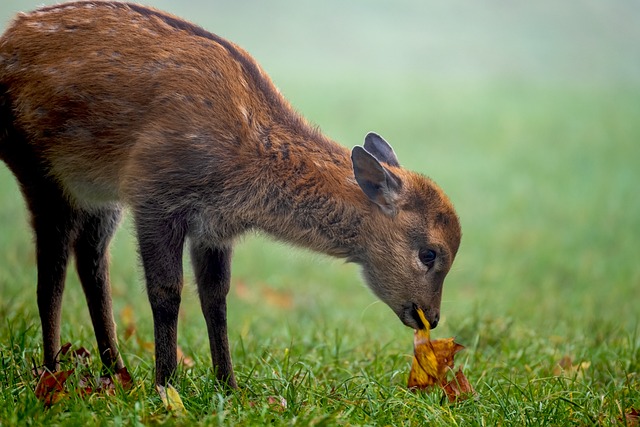 Landau – Bambi vor dem sicheren Mähtod bewahren: Förderung für Drohnen zur Rettung von Rehkitzen und anderen Wildtieren jetzt beantragen