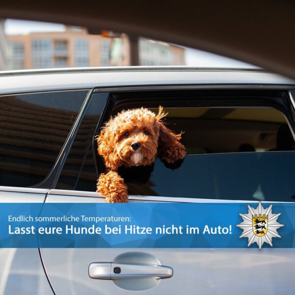 Mannheim: Maimarktbesucherin lässt Hund im Auto – durch Polizei gerettet!