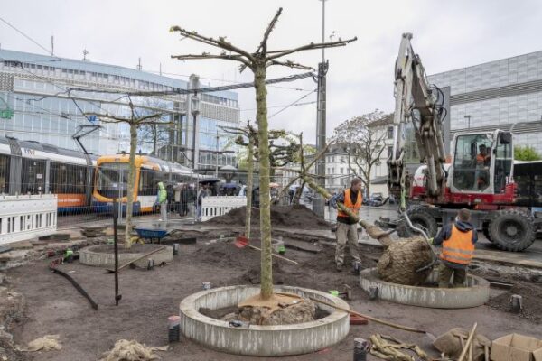 Heidelberg-Bismarckplatz: Arbeiten schreiten voran! Sechs Bäume gepflanzt! Möblierung installiert