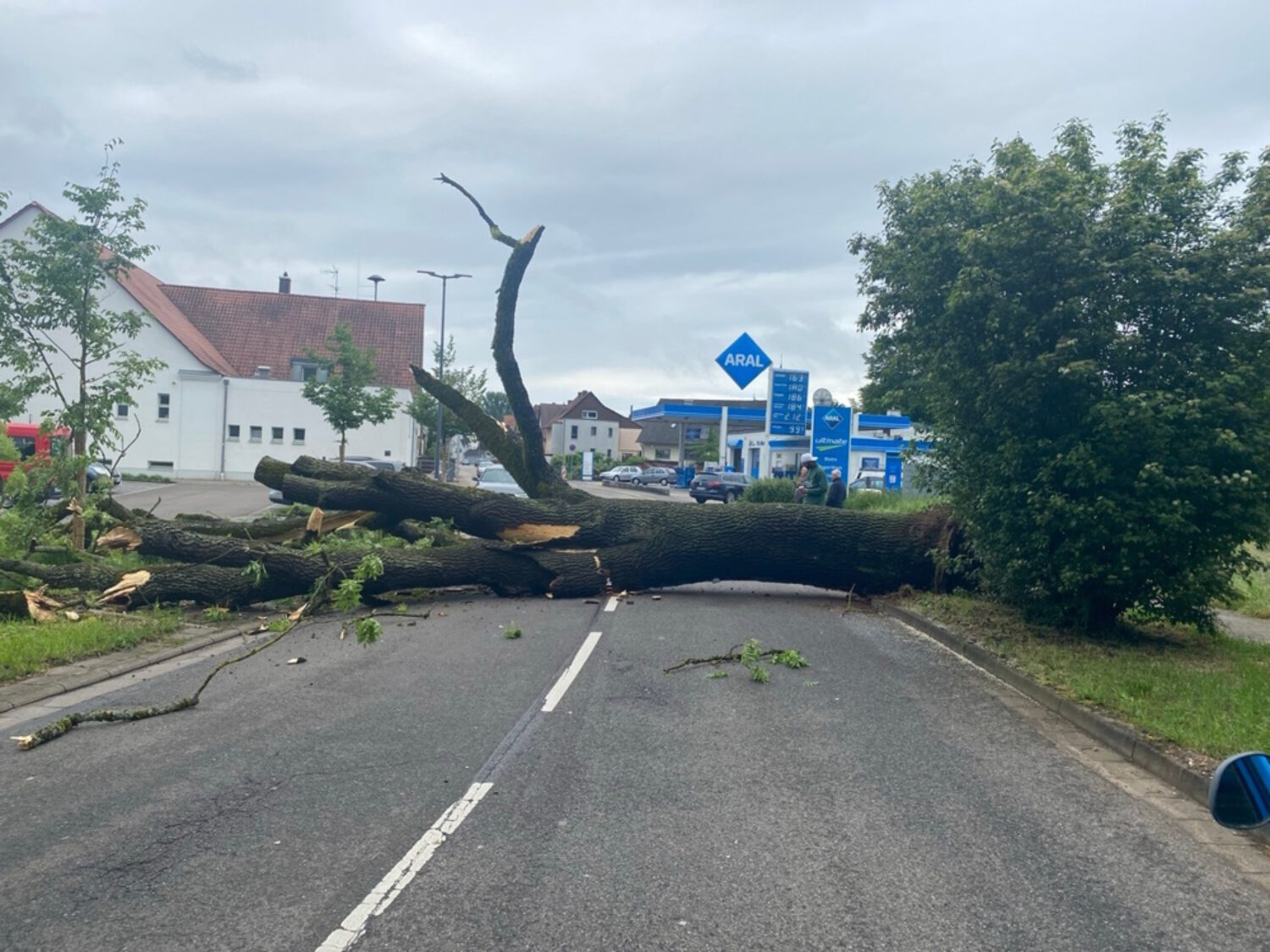 Germersheim – Umgestürzter Baum in Bellheim