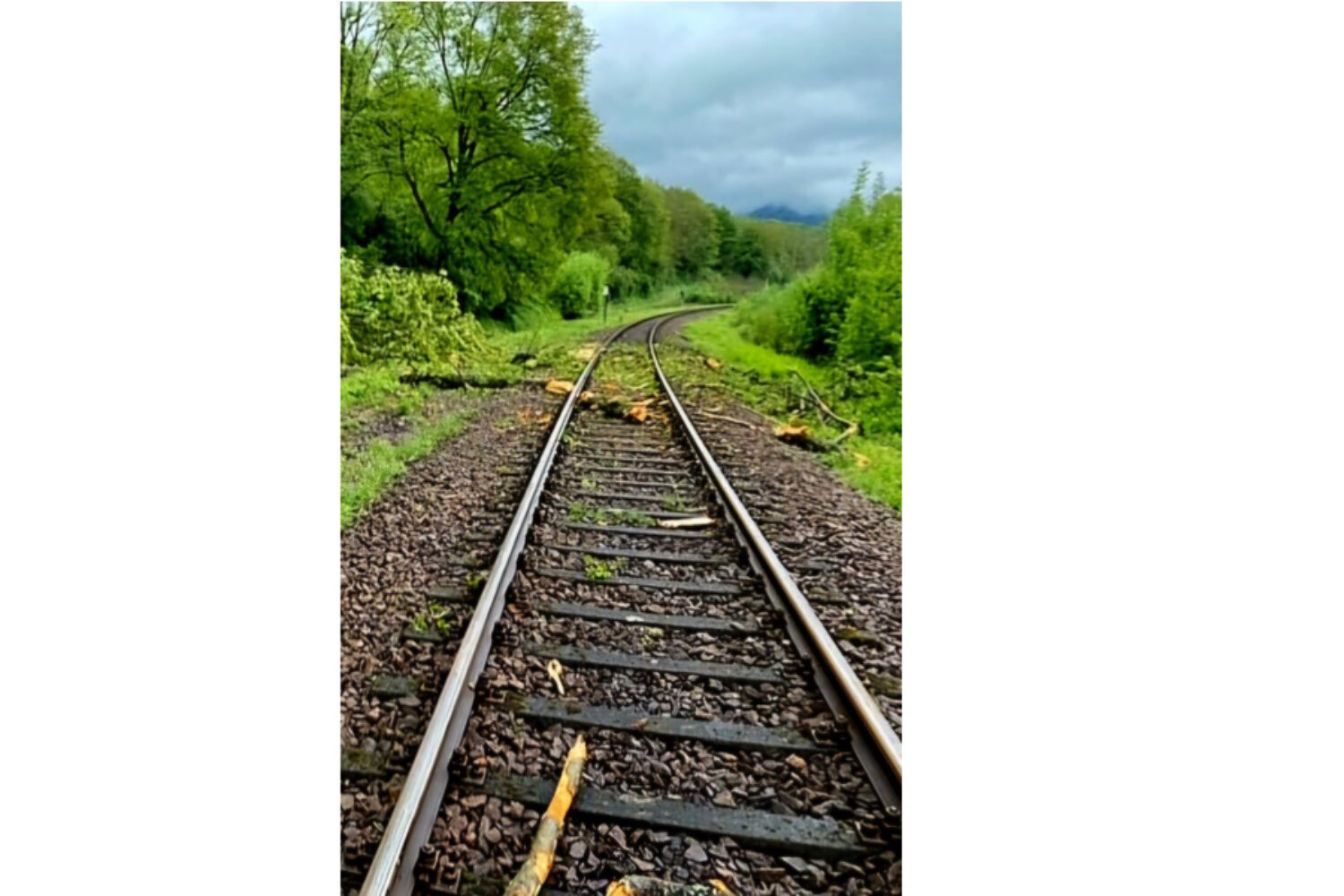 Annweiler – Zug kollidiert mit Baumstamm