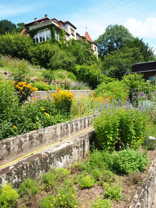Heidelberg – Workshop “Naturnaher Garten”- Heidelberg, 8. Juni 2024, 14 bis 16 Uhr