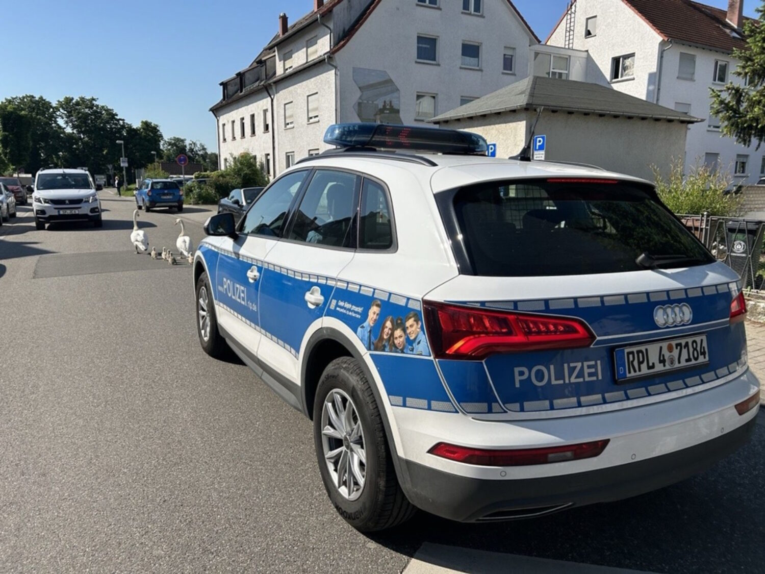 Speyer – Schwanenfamilie unter Polizeischutz zum Altrhein gewandert