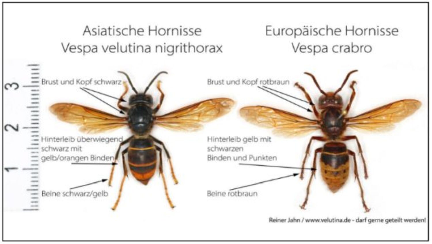 Asiatische Hornisse breitet sich in Heidelberg aus: Sichtung bei der Stadt melden – Invasive Art bedroht insbesondere Honigbienen! Für Menschen nicht gefährlicher als heimische Hornisse